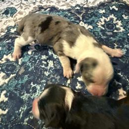 Girl 1 - Blue merle female Miniature American Shepherd puppy in Tiskilwa, Illinois from First Harmony Farms