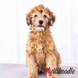Flint - Wheaten male Whoodle puppy in Utah from My Whoodle