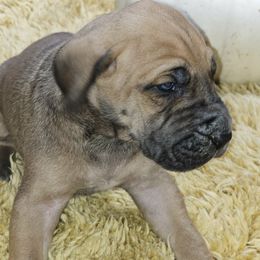 Capellini - Fawn male Great Dane puppy in Albany, Oregon from Red Cloud Australian Shepherds and DeGray Great Danes & Bulldogs