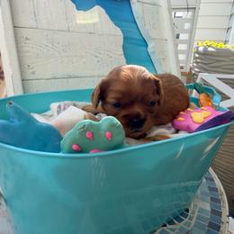 Betty - Ruby female Cavalier King Charles Spaniel puppy in Destin, Florida from Ruby’s Coastal Cavaliers