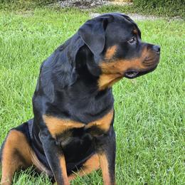 Rottweiler Puppies from Spoon River Rottweilers