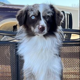 Miniature Australian Shepherds from BCK