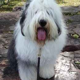 Old English Sheepdogs from Cheshire Old English Sheepdogs