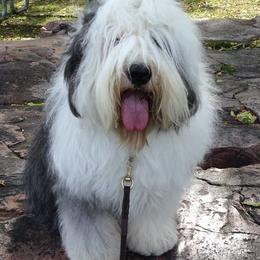 Old English Sheepdogs from Cheshire Old English Sheepdogs