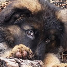 Braveheart Team OakSong - Black and red female German Shepherd puppy in Aledo, Texas from OakSong German Shepherd Dogs