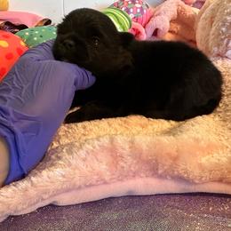 Chanel - Black female Pomeranian puppy in Childersburg, Alabama from A Sample Of Gods Love Kennels