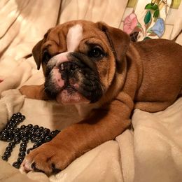 Bulldog and French Bulldog Puppies from Jones Bulldogs