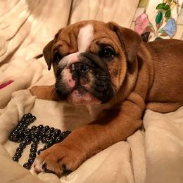Bulldog and French Bulldog Puppies from Jones Bulldogs