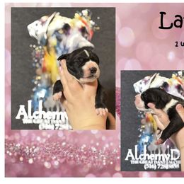 Great Dane Puppies from Alchemy Danes