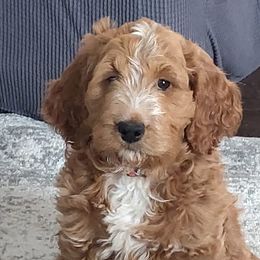 Goldendoodles from Bailey's Bunch