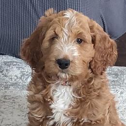 Goldendoodles from Bailey's Bunch