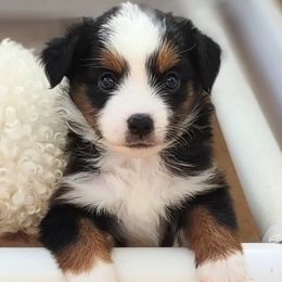 Poodles and Toy Australian Shepherds from High Desert Companions