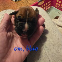 Blue male, classic fawn - Fawn male Boxer puppy in Farmington, Pennsylvania from Impression's Boxers