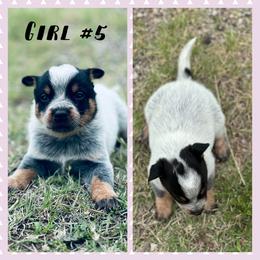 Girl 5 - Blue speckled female Australian Cattle Dog puppy in Prague, Oklahoma from S&B Cattle Co.