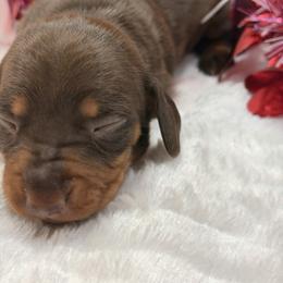 Chocolate boy - Chocolate and tan male Dachshund puppy in Lakeland, Florida from Berry Dachshunds