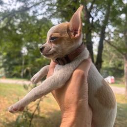 Brown male - Black sabled fawn male Chihuahua puppy in Isanti, Minnesota from Happy Little Chihuahuas