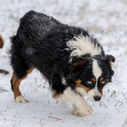 ZZ - Toy Australian Shepherd