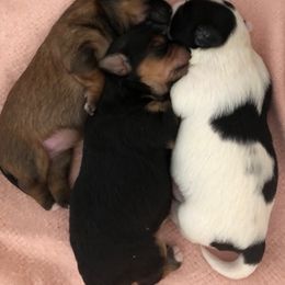Biewer Terrier and Yorkshire Terrier Puppies from Niko Kennel
