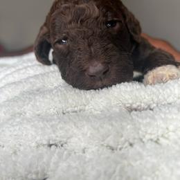 Purple - Chocolate female Labradoodle puppy in Ellenwood, Georgia from Four Paws Down