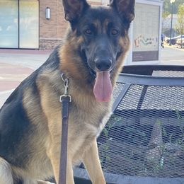 Dakota - German Shepherd