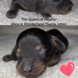 The Queen of Hearts- Alice in Wonderland Theme Litter. - Black and tan female Dachshund puppy in Woodland, Washington from SJs Dachshunds
