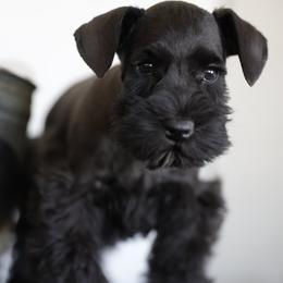 Miniature Schnauzer Puppies from Snowflake Schnauzers