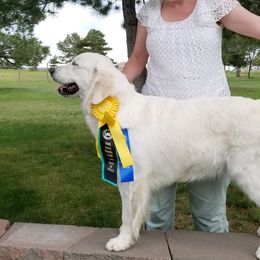 American Eskimo Dogs and Golden Retrievers from Kaydells Kennels