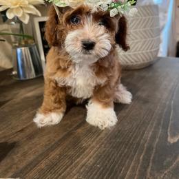Cavapoo and Poodle Puppies from Sac-Town Poodles and Doodles