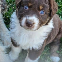 Girl 1 - Red tri-color female Australian Shepherd puppy in Crooksville, Ohio from VanHorn Australian Shepherds