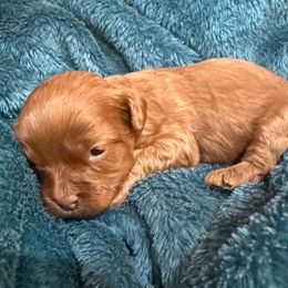 Maple - Red female Cavapoo puppy in River Falls, Wisconsin from Dottie's Doodles