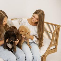 Labrador Retriever Puppies from UC Labradors LLC