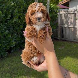 Olivia - Red  female Poodle puppy in Miami, Florida from Sakura Poodles