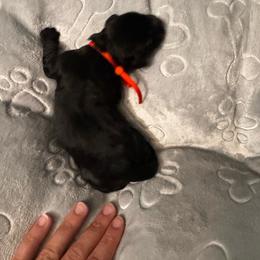 Orange (name to come) - Black male Goldendoodle puppy in Glen Daniel, West Virginia from Dani’s Doodles