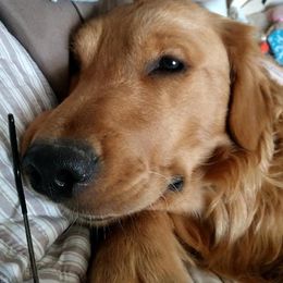 Golden Retrievers from Tammy's Golden Acres