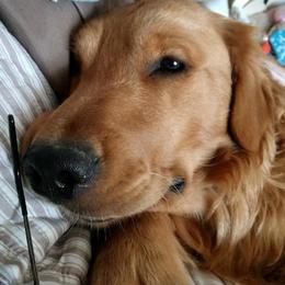 Golden Retrievers from Tammy's Golden Acres