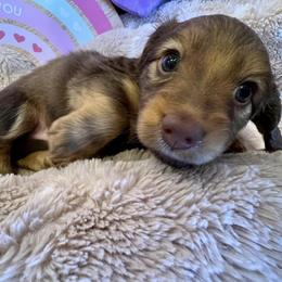 Dachshunds from Wicked Wieners