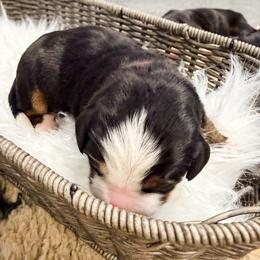 Red - Black rust and white male Bernese Mountain Dog puppy in Marne, Michigan from MI Doodles