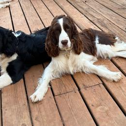 Riliegh - English Springer Spaniel