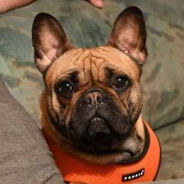 Frannie - French Bulldog