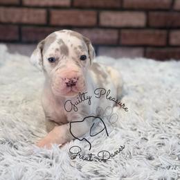 Eclipse - Silver male Great Dane puppy in Barberton, Ohio from Guilty Pleasure Great Danes