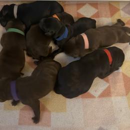 Miss Pink - Black female Labrador Retriever puppy in Douglas, Massachusetts from Oak Breeze Retrievers