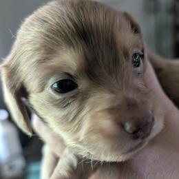Dachshund Puppies from Goldie Girls Ranch Dachshunds