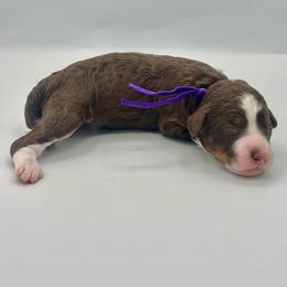 Cookie - Tri-color female Bernedoodle puppy in Mount Pleasant, Tennessee from Doodle My Heart