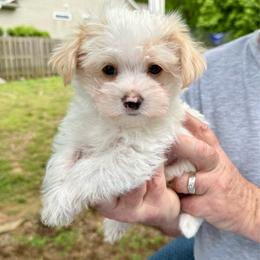 Titan - White and tan male Morkie puppy in Jamestown, North Carolina from North Carolina Maltese, Yorkies & Morkies(previously California Maltese, Yorkies & Morkies)