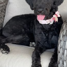 Goldendoodles and Poodles from Doodle Dynasty