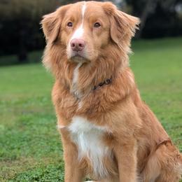 Gimli - Red male Nova Scotia Duck Tolling Retriever puppy in Belmont, Ohio from Rosecreek Tollers