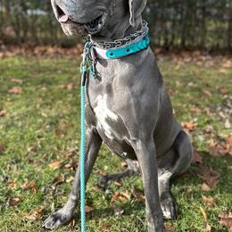 Great Danes from R&R Breeding and Pet Care