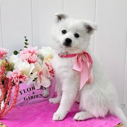 Brie - White female American Eskimo Dog puppy in Clermont, Florida from Shadow Kennels