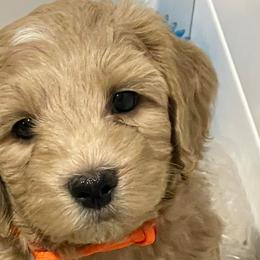 Boy 1 - Goldendoodle puppy in Oak Hill, Florida from Salty River Doodles
