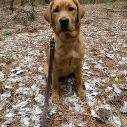Labrador Retriever Puppies from Copper Clover Labradors